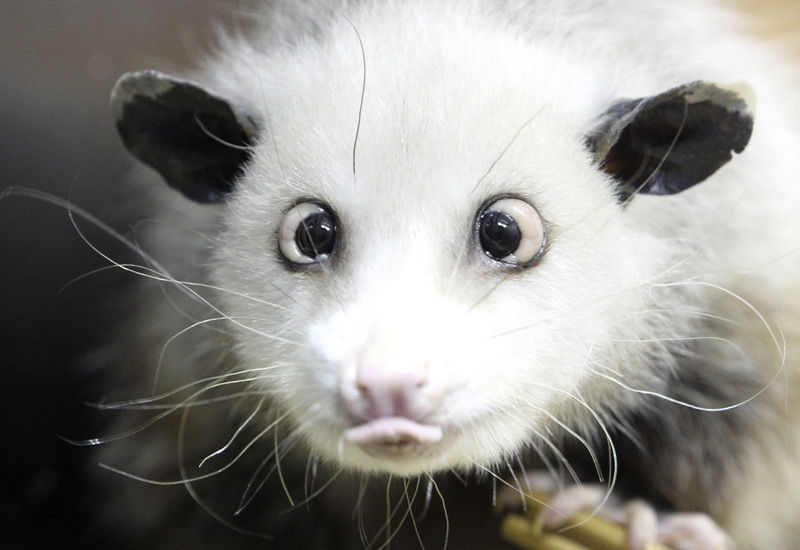 heidi, das opossum im leipziger zoo