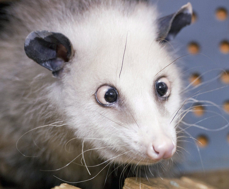 heidi, das opossum im leipziger zoo